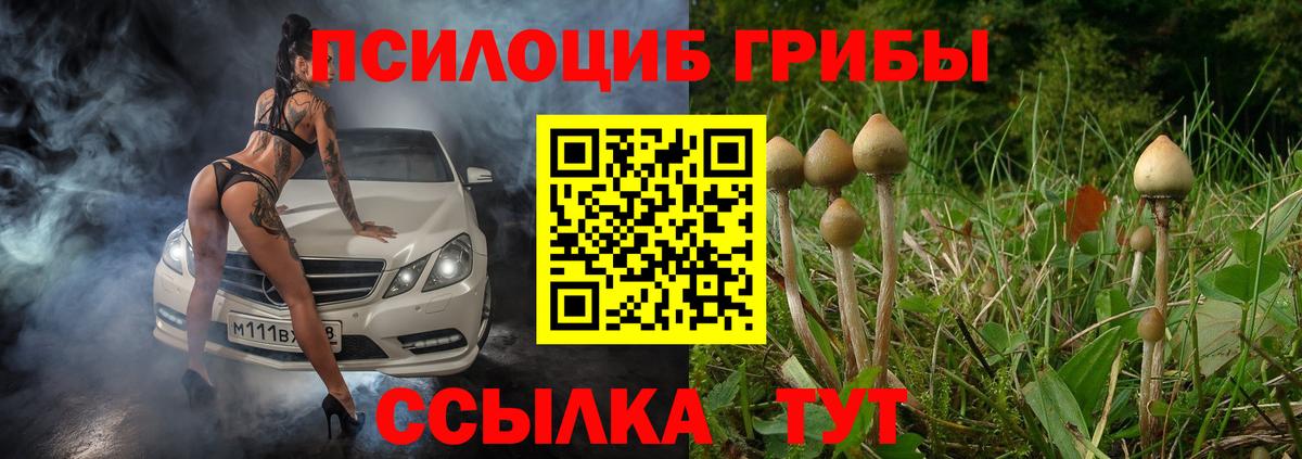 Псилоцибиновые грибы GOLDEN TEACHER  Галлюциногенные грибы GOLDEN TEACHER  купить наркотик  Вход с VPN  Братск 